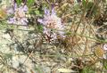 Zygaena occitanica